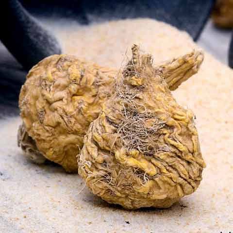 Maca Root Powder